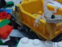 Sevimli Gecko
