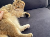 SCOTTİSH FOLD KEDİSİ