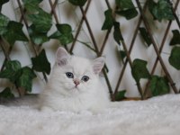 AY1133 Erkek British Shorthair Golden Point