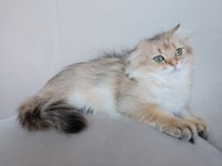 Golden british longhair 3 aylık