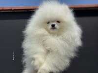 Fcı export sçr belgeli show kalite pomeranian
