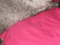 6 AYLIK SCOTTİSH KEDİMİ SAHİPLENDİRMEK İSTİYORUM