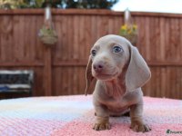 EGZOTİK DACHSHUND BEBEKLERİMİZ AŞILI GARANTİLİ
