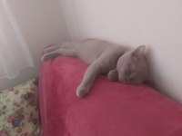 Kedime yeni sahip arıyorum