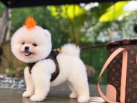 POMERANİAN BOO BEBEK