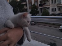 Ankara kedisi temiz ve eğitimli