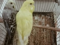 Sarı erkek mavi dişi çift muhabbet kuşu