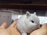 NETHERLAND DWARF CÜCE TAVŞAN