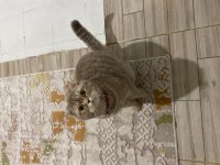 Kedimiz peri kızım