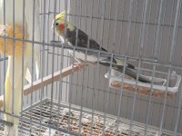 Birbirinden güzel sultan papağanı acil satılık