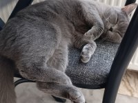 Dişi British Shorthair