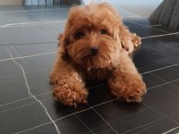 Red Brown Maltipoo