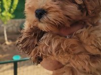 Maltipoo Yavrumuz