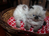 Dişi ve erkek 2 aylık british longhair