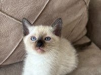 2 AYLIK MAVİ GÖZLÜ SİYAM KEDİSİ DIŞI ERKEK