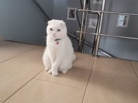 Scottish fold ücretsiz veriyorum