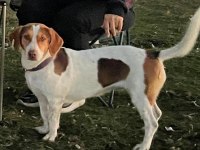 Bal böceği köpeğim