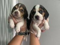 Beagle yavrularımız