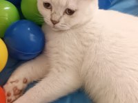 Scottish fold erkek ve dişi