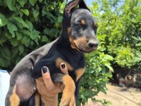 King doberman köpeği