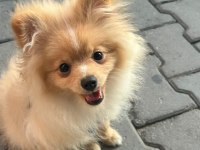 Pomeranian Köpeğimiz Boykamıza Güzel Bir Yuva