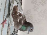 SATILIK ÇİFT GÜVERCİN
