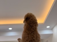 WC PET EĞİTİMLİ KORE TEACUP POODLE YAVRUMUZ