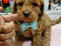 Toy Poodle Yavrular Irk Sağlık Garantili