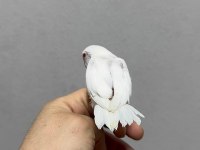 FORPUS YAVRU PAPAĞANLARIMIZ GÖNDERİM SAĞLANIR