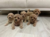 Maltipoo Bebekler