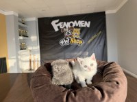 Orjinal Irk Yavru Kediler Renk Renk Ankara