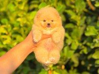 Bal Küpü Pomeranian Yeni Yuvasını Arıyor