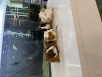 Ginepig Yavruları Citypetshop