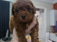 KORE RED POODLE BEBEKLER HAFTAYA HAZIR