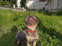 Lilac tan guad erkek french bulldog