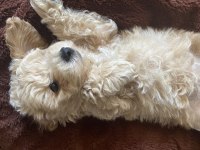 3 Aylık poodle oğlum Latte ailesini arıyor!