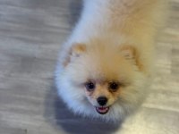 Pomeranian yavrumuz yeni yuvasını arıyor