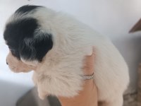 Terrier 30 günlük yavrularımız