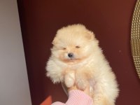 Erkek Pomeranian Yavrumuz