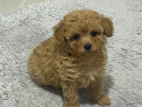 Maltipoo Yavrumuz Yuva Arıyor