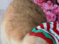 British shorthair pasha yeni ailesini arıyor