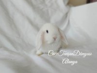 Cüce lop / miniatur lop cüce tavşan çiftliği alanya