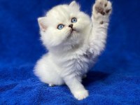 İpek Tüylü Ns1133 British Longhair