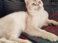 British shorthair ny1133 dişi 1.5 yaşında