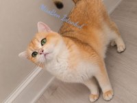 Golden British Shorthair Dişi