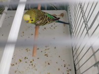 Uyguna muhabbet kuşu