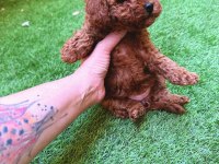 Petmode köpek çiftliğinden tea cup kore poodle