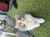 Top Kafa British Longhair Show Kalite Bicolor White