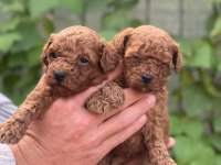 Irk garantili poodle bebeklerimiz için geç kalmayın