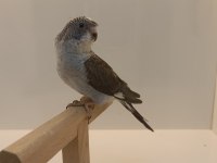 Yavru karakanat muhabbet kuşlar